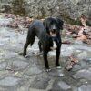 Bruno - 9 mesi (nato a Dicembre 2024)  - Meticcio  - Taglia: Media contenuta  - Carattere: dolcissimo, buono e amorevole   Foto 2